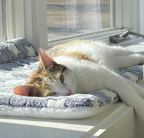 Calming Warm Dog & Cat Blanket