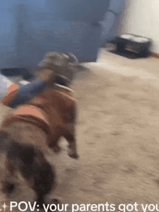 Dog Cowboy Halloween Costume