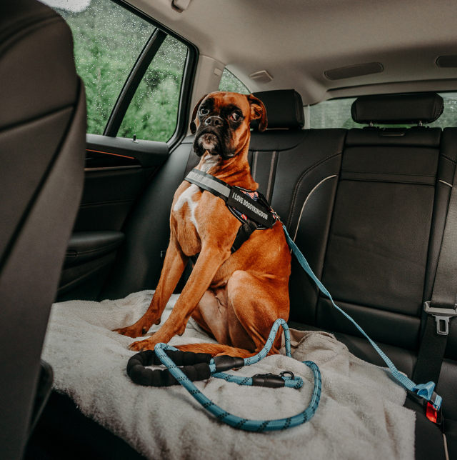 Dog Car Safety Seat Belt