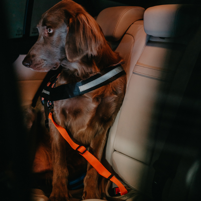 Dog Car Safety Seat Belt