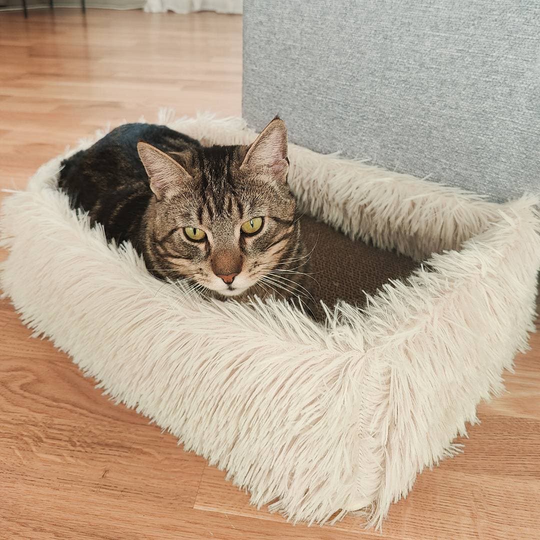 2-in-1 Cat Scratcher and Bed