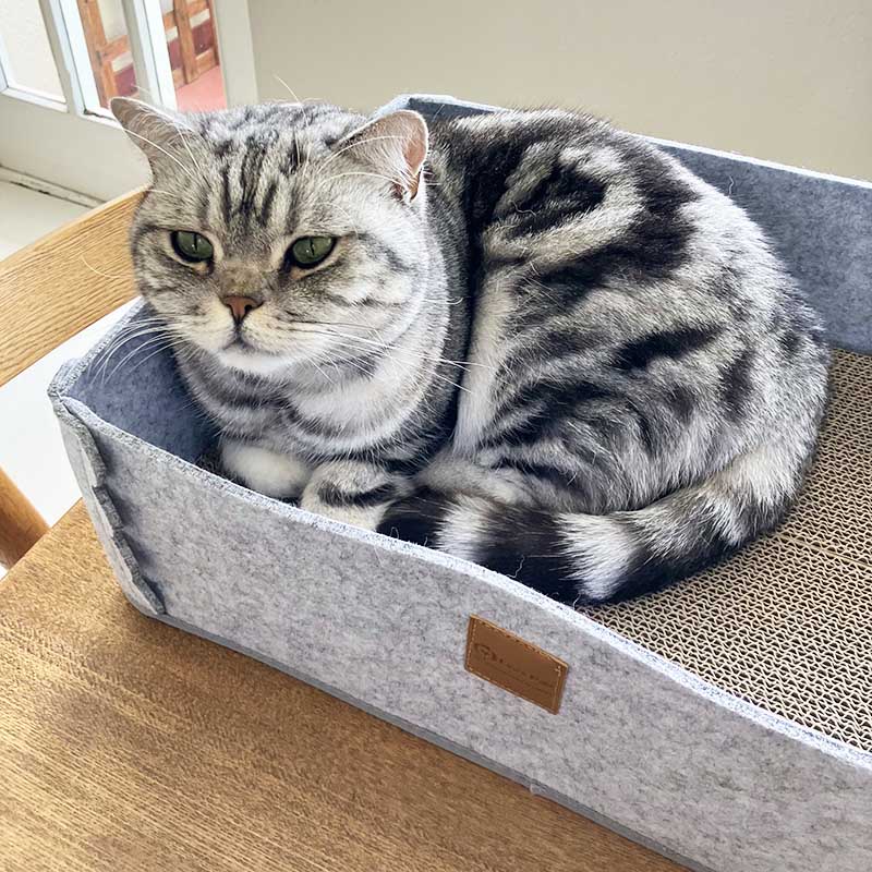 2-in-1 Cat Scratcher and Bed