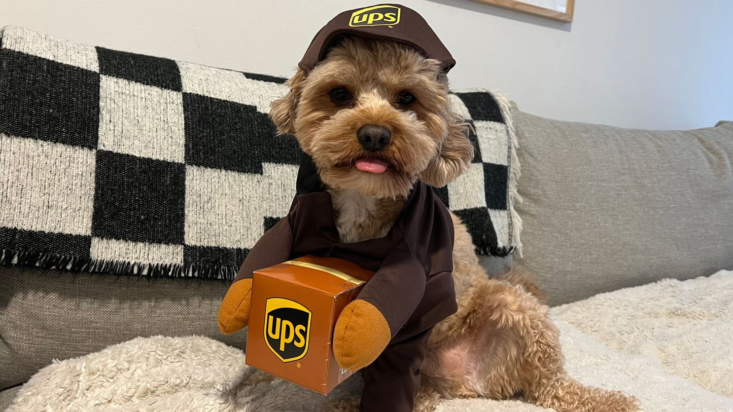 Ups Dog Halloween Costume