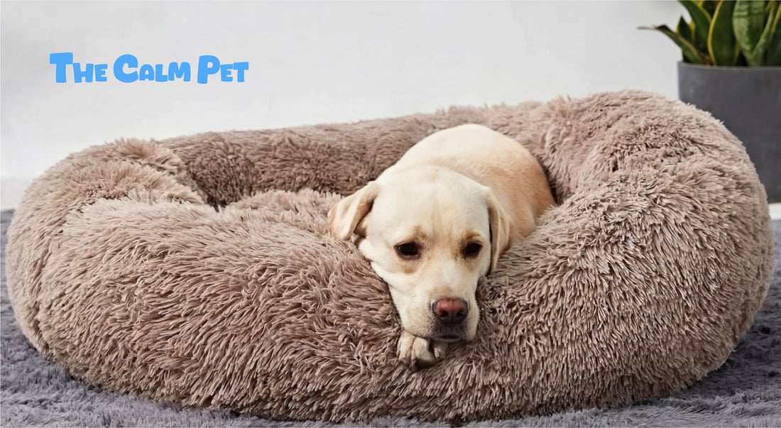 doo calming beds for dogs really work