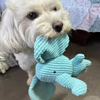 Small white dog holding a blue plush toy on a carpeted floor.