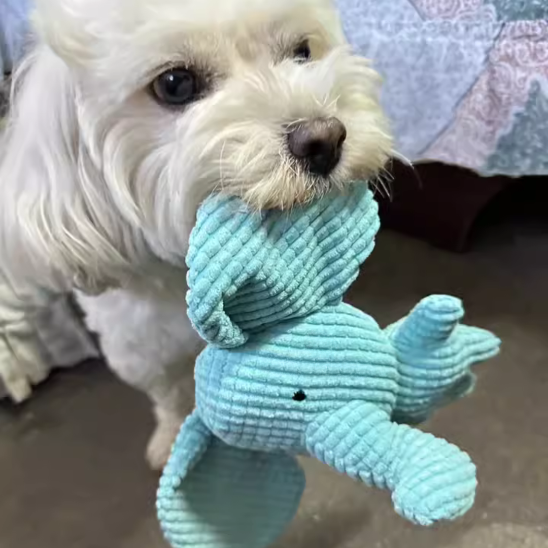 Small white dog holding a blue plush toy on a carpeted floor.