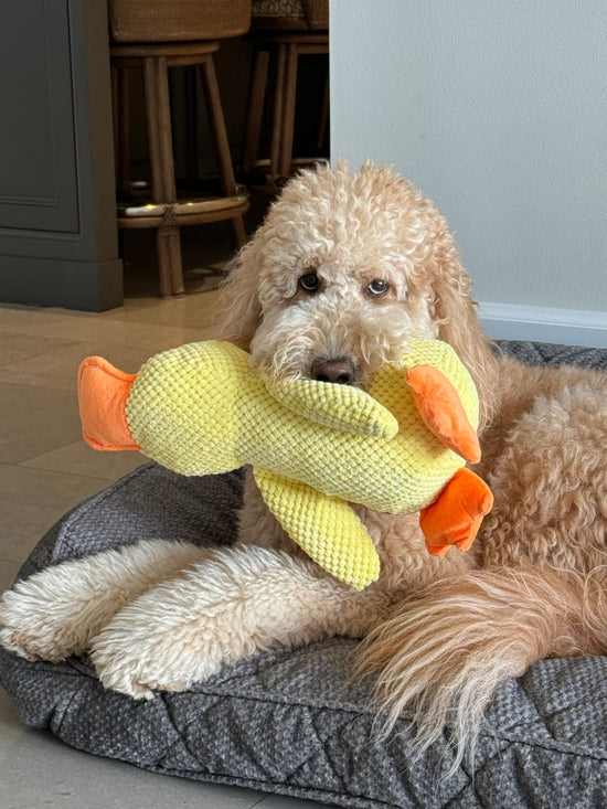 Calming Durable Duck Dog Toy, Heavy Chewing & Bite Resistant Toy For