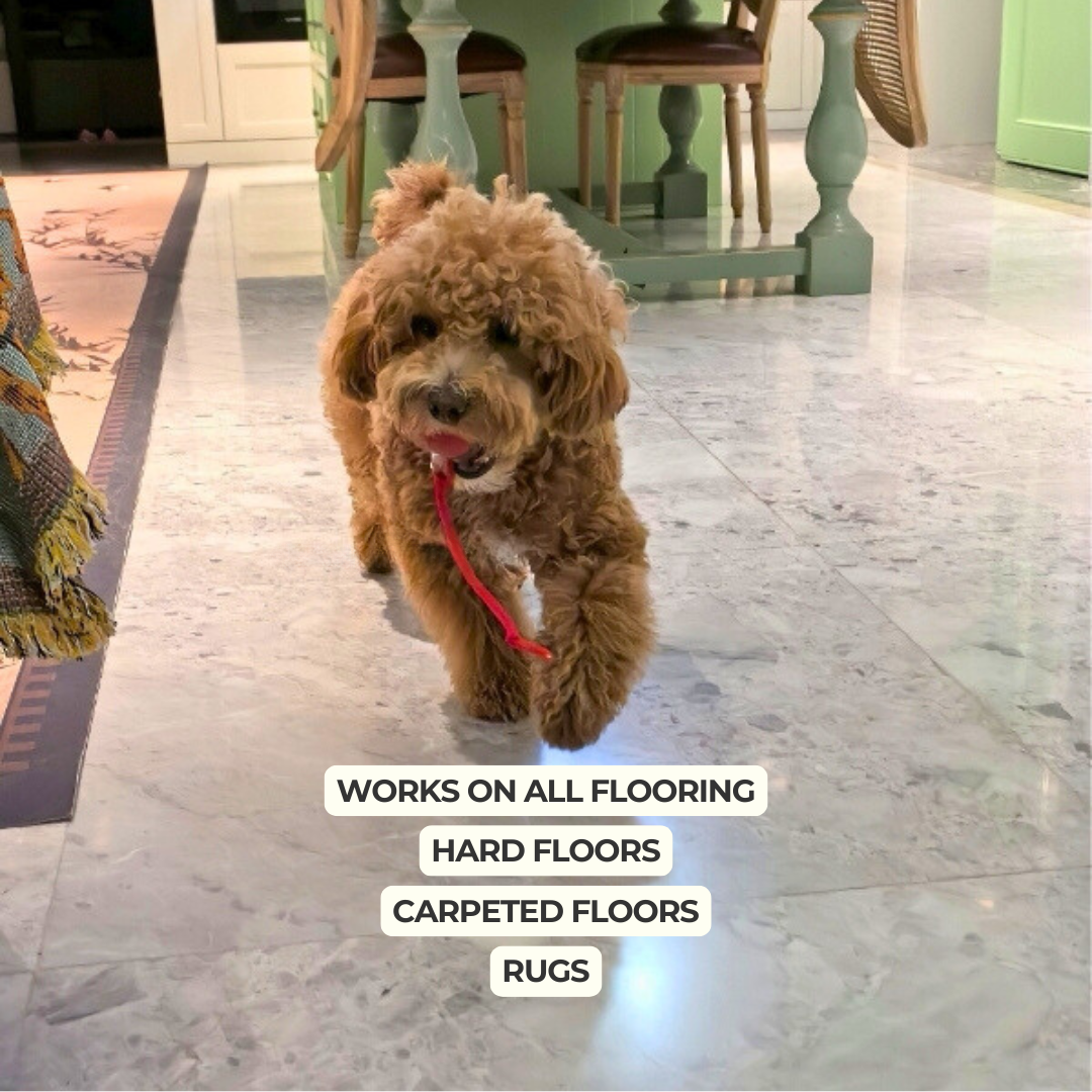 Automatic Dog Walker