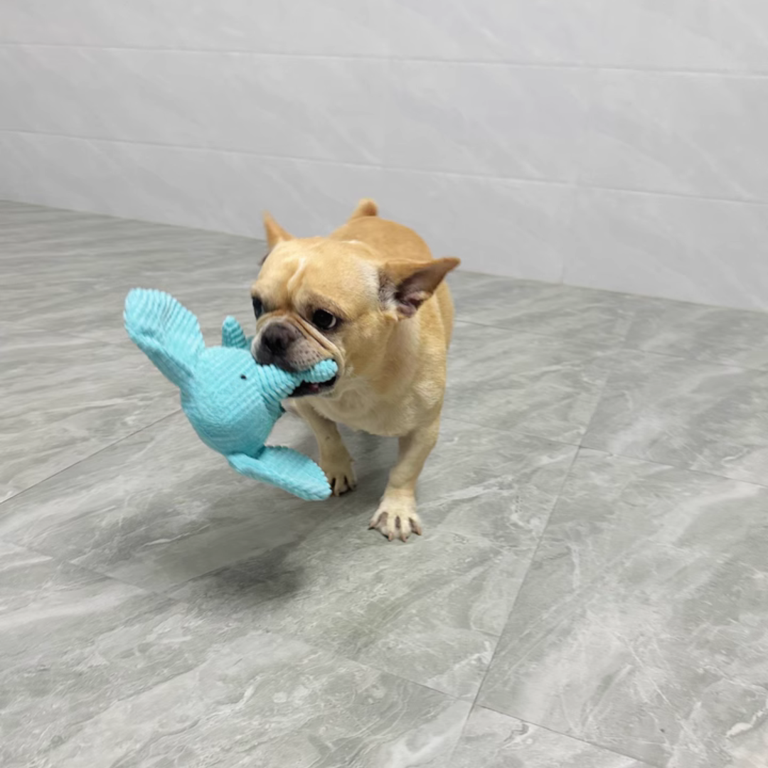 Dog playing with a blue toy on a gray floor