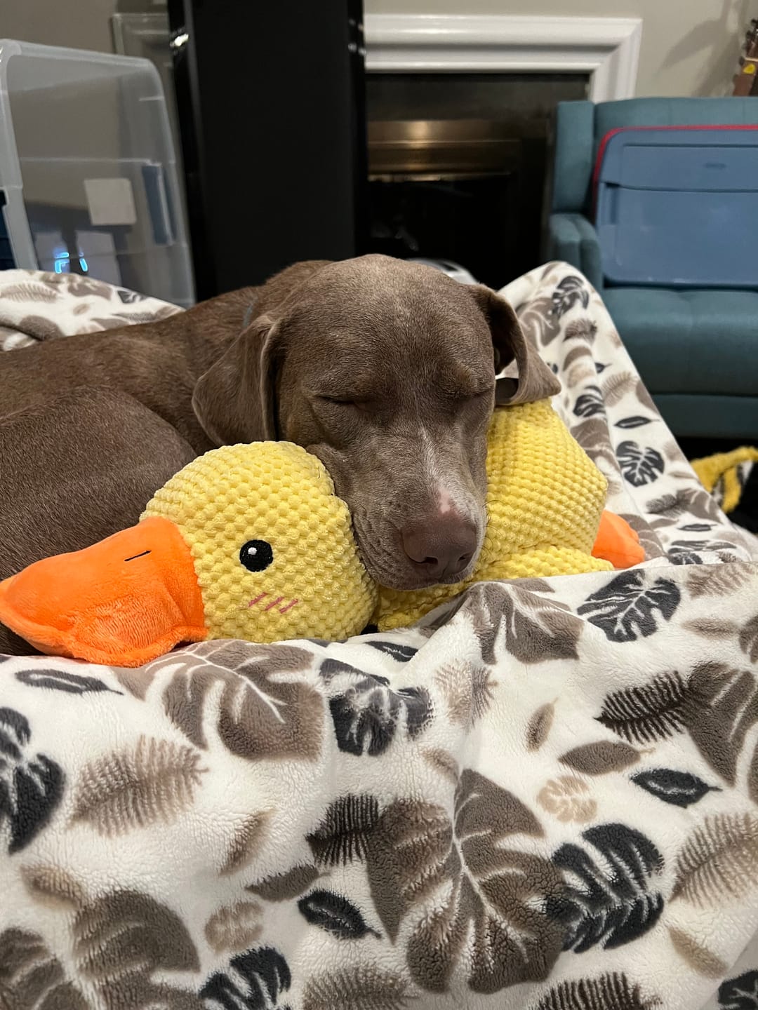 Calming Durable Duck Dog Toy, Heavy Chewing & Bite Resistant Toy For