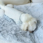A dog is sitting on a gray, fluffy pet blanket draped over its back.