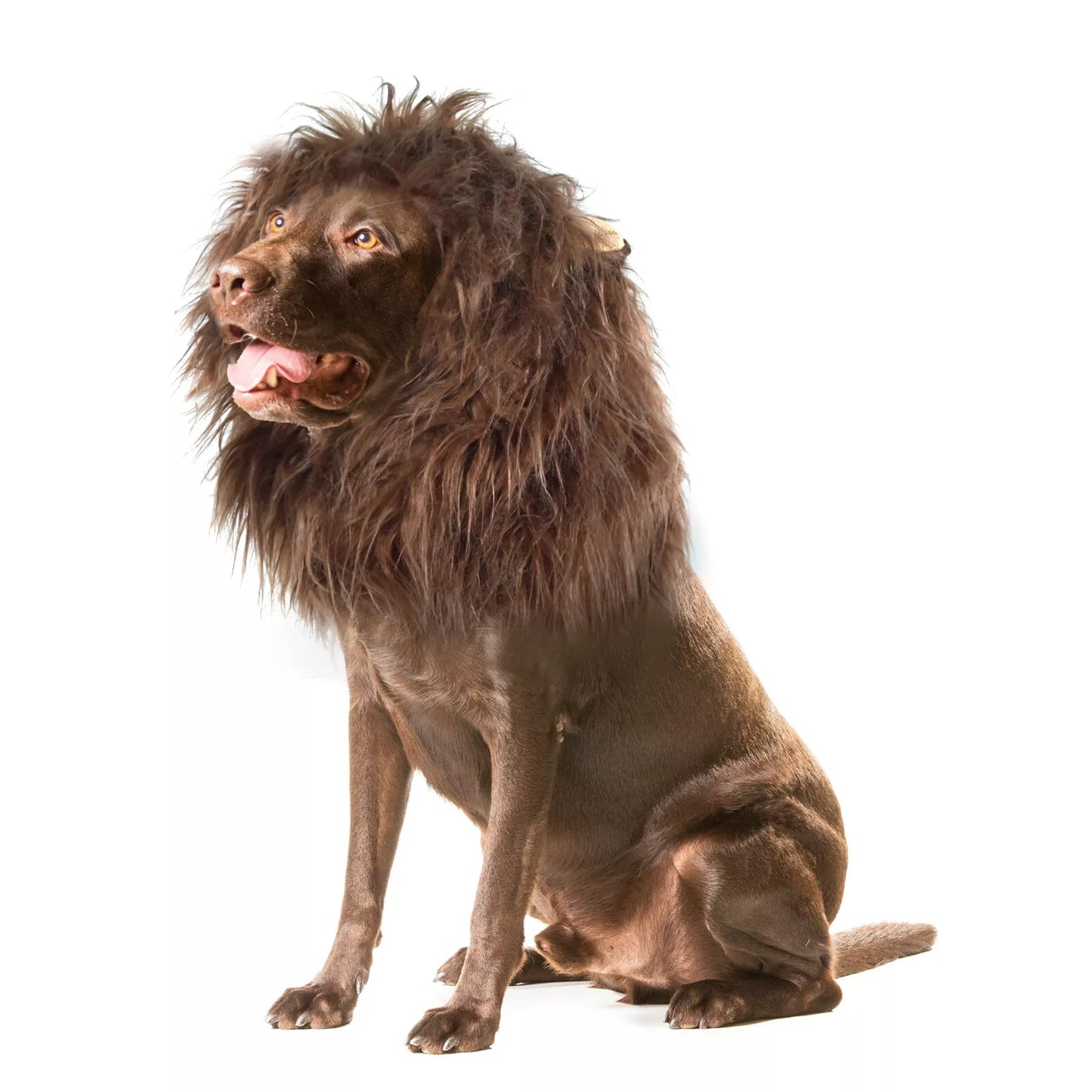 Dog Lions Mane Halloween Costume
