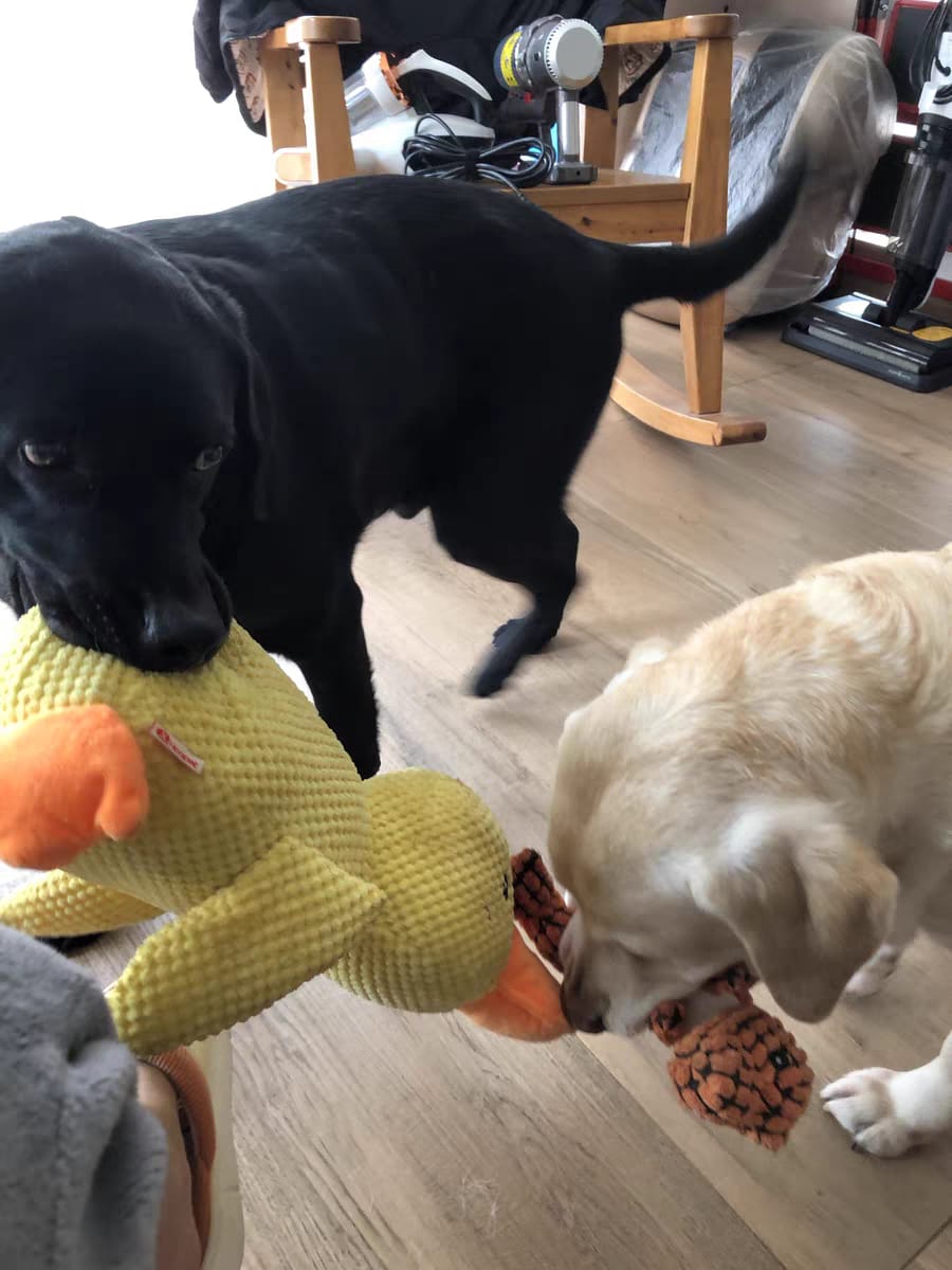 Calming Durable Duck Dog Toy, Heavy Chewing & Bite Resistant Toy For