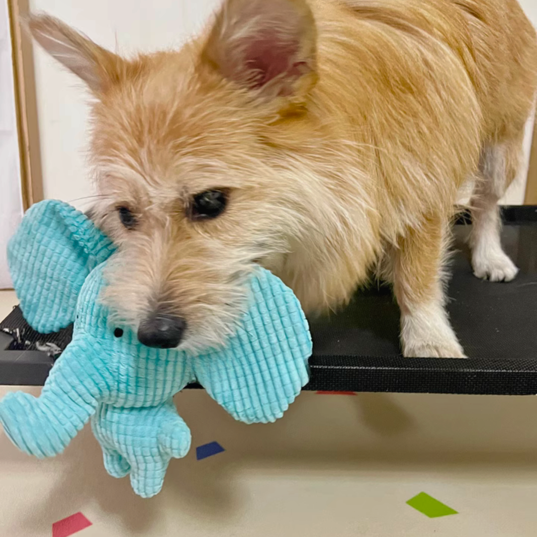 Dog playing with a blue Calming Elephant Dog Toy on a black surface.