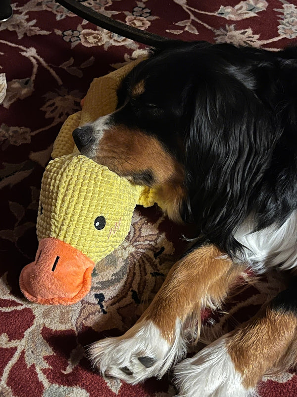 Customer photo of a dog with the Calming Duck