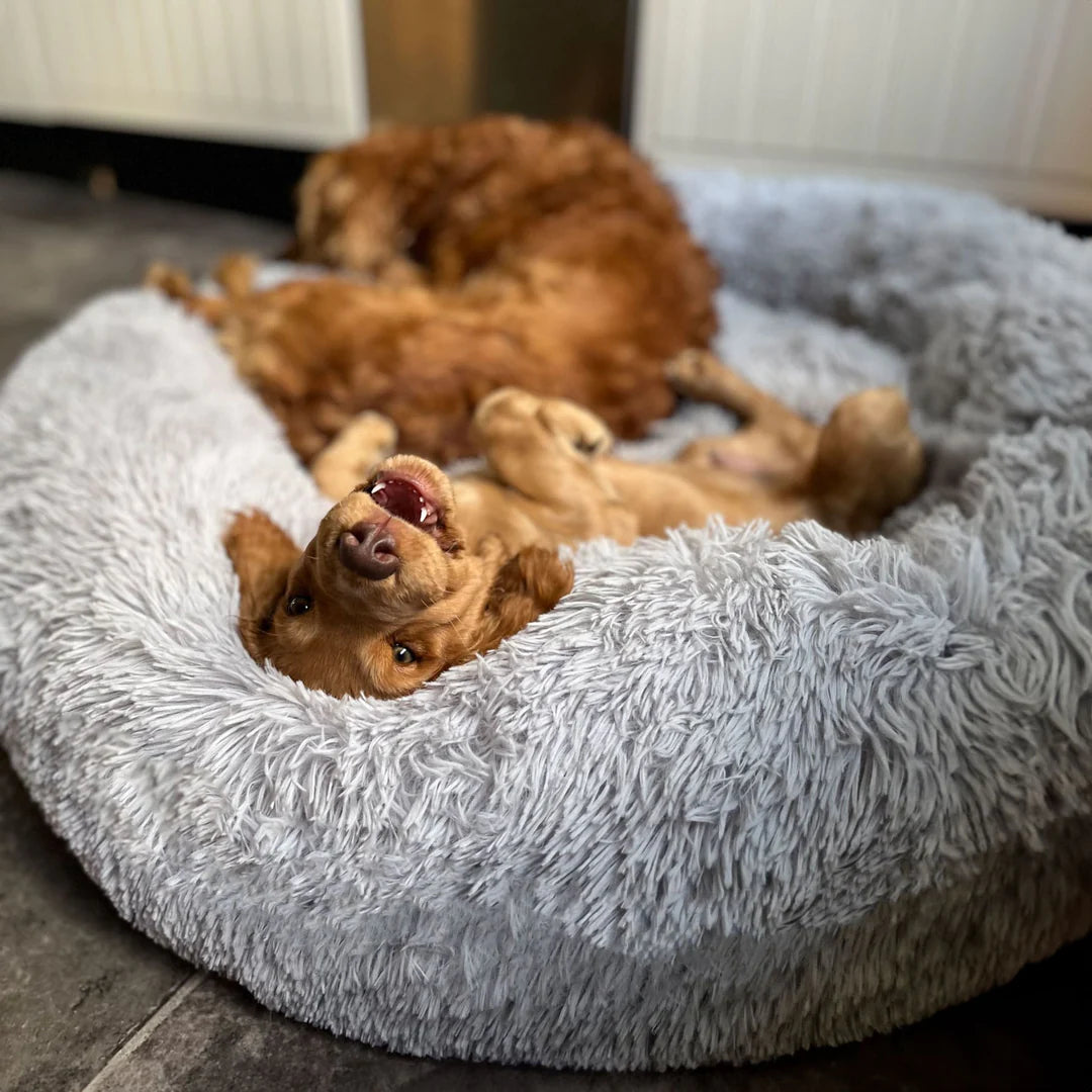 Cooling Dog Bed 4 4 f117c23e 51d4 47a5 aee0 75e9963648ea