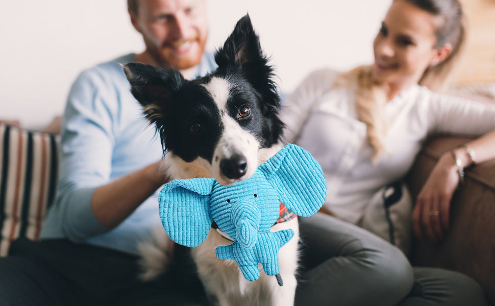 Dog holding a blue elephant toy with a man and woman in the background