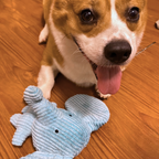 Dog with a blue toy on a wooden floor
