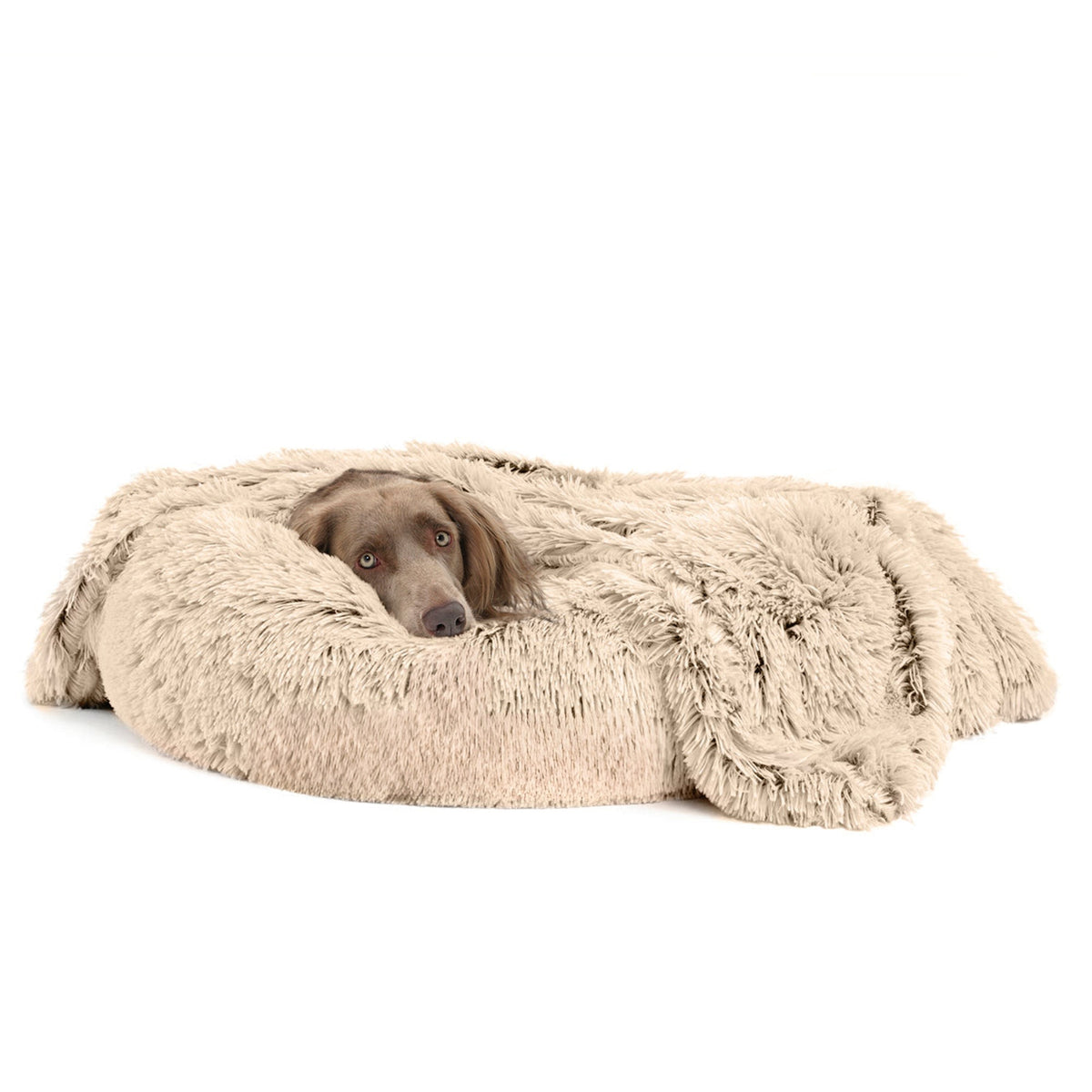 Dog lying on a fluffy beige pet bed against a white background
