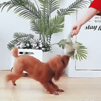 The Original InvinciPups Heavy Duty Chew Toy