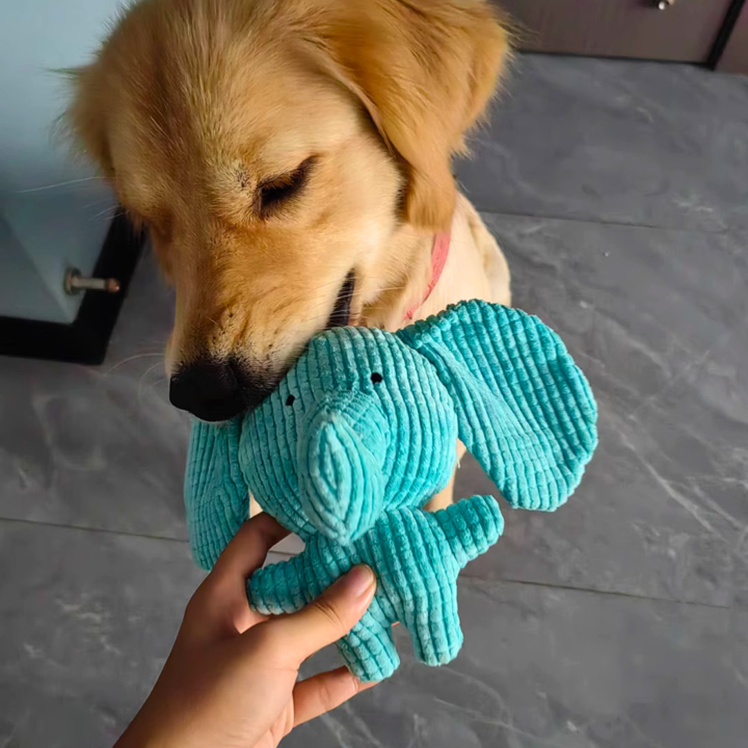 Dog playing with a teal elephant toy held by a person indoors.