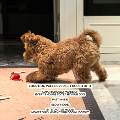 Automatic Dog Walker