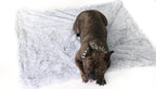 Dog lying on a fluffy white blanket