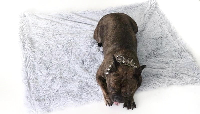 Dog lying on a fluffy white blanket
