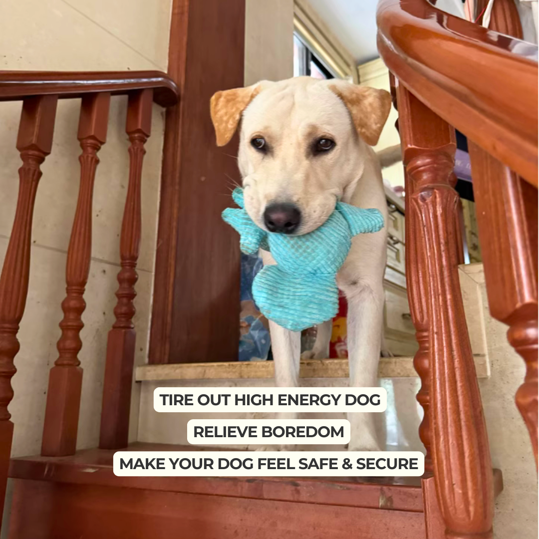 Dog holding a blue toy on a staircase with text about tireless high-energy dogs.