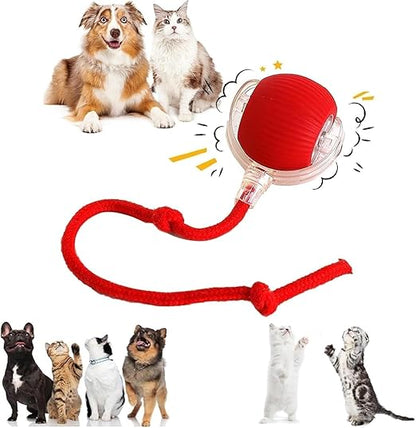 Automatic Dog Walker