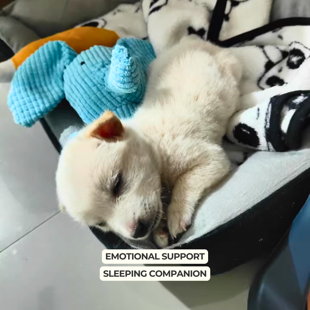 Sleeping dog with a blue plush toy labeled 'Emotional Support Sleeping Companion'.