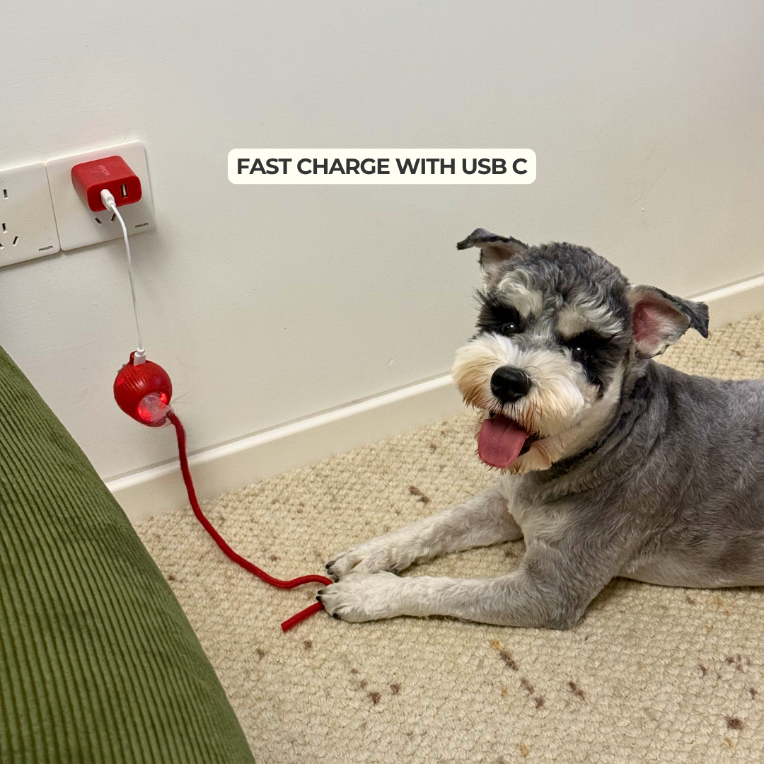 Automatic Dog Walker