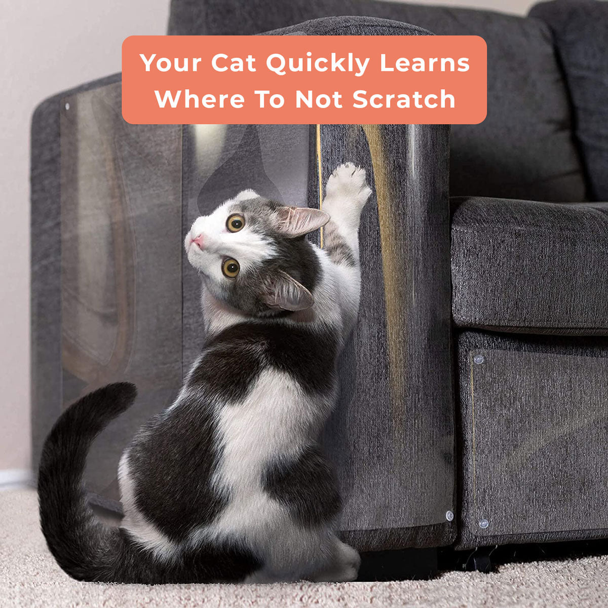 Couch Protector What Can I Spray On My Couch To Keep Cats Off Cat