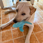 Dog playing with a blue toy on a tiled floor