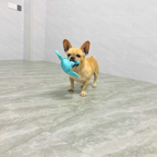 Dog holding a blue toy in its mouth on a tiled floor.