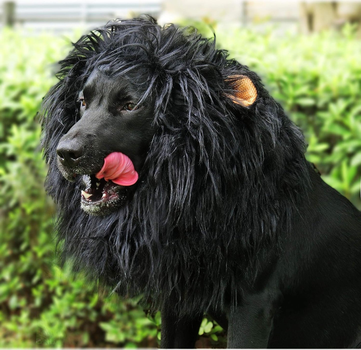 Dog Lions Mane Halloween Costume
