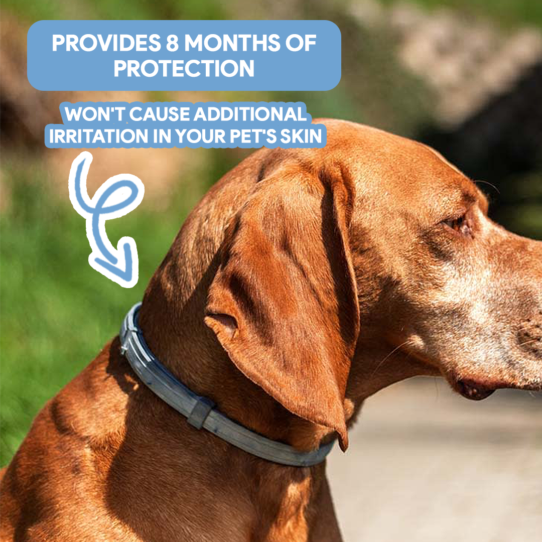 Dog AntiTickCollar - Flea & Tick Repellent