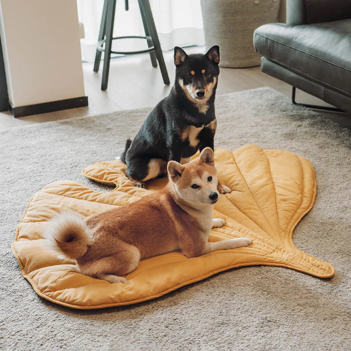 To dogs sitting on  yellow color leaf shape blanket 