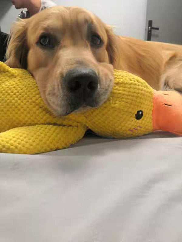 Customer photo of a dog with the Calming Duck