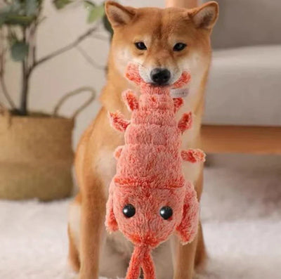 Toys & Enrichment