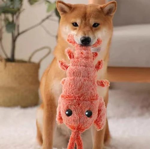 Toys & Enrichment