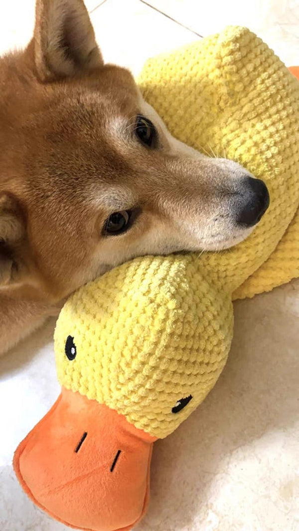 Customer photo of a dog with the Calming Duck