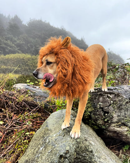 Dog Lions Mane Halloween Costume