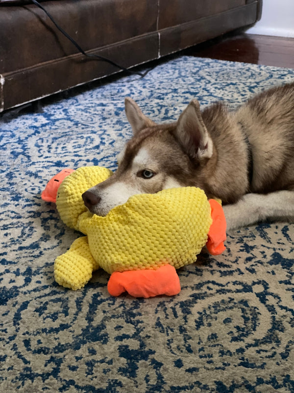 Customer photo of a dog with the Calming Duck