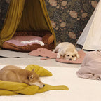 Two dog lying on a green and pink  leaf-shaped dog blanket mat on a wooden floor.