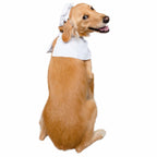 Top Chef Uniform Dog Costume