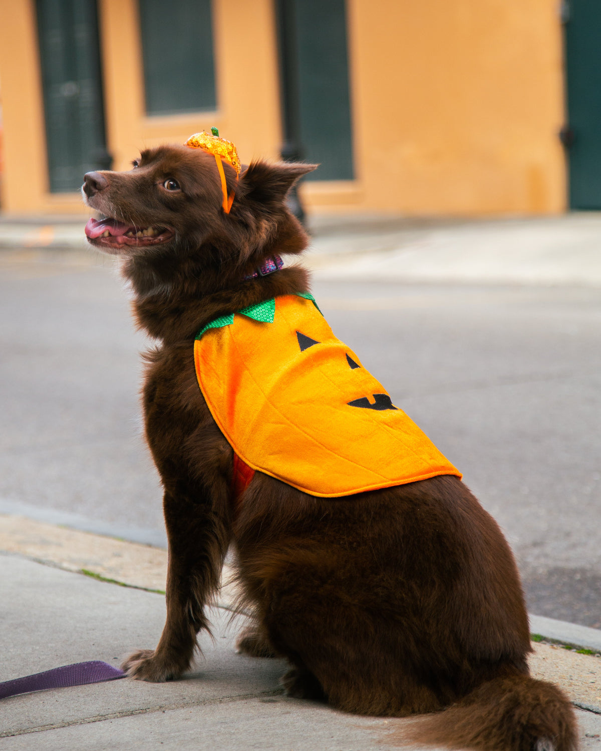 Halloween Pumpkin Dog Costume