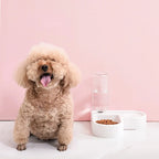 Automatic Pet Feeder and Water Dispenser