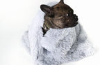 Dog wrapped in a fluffy white blanket on a white background