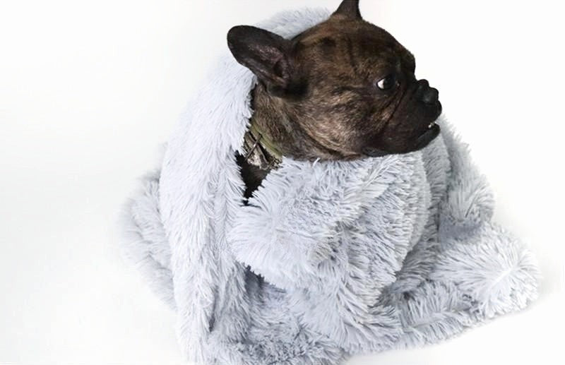 Dog wrapped in a fluffy white blanket on a white background